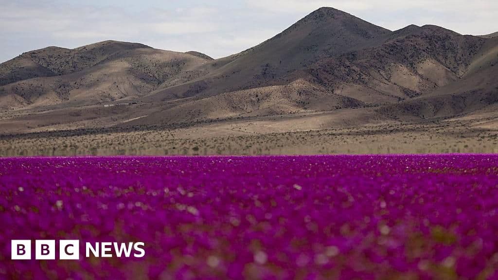 Nadir kır çiçeği çiçeği Şili'nin Atacama çölünü örtüyor