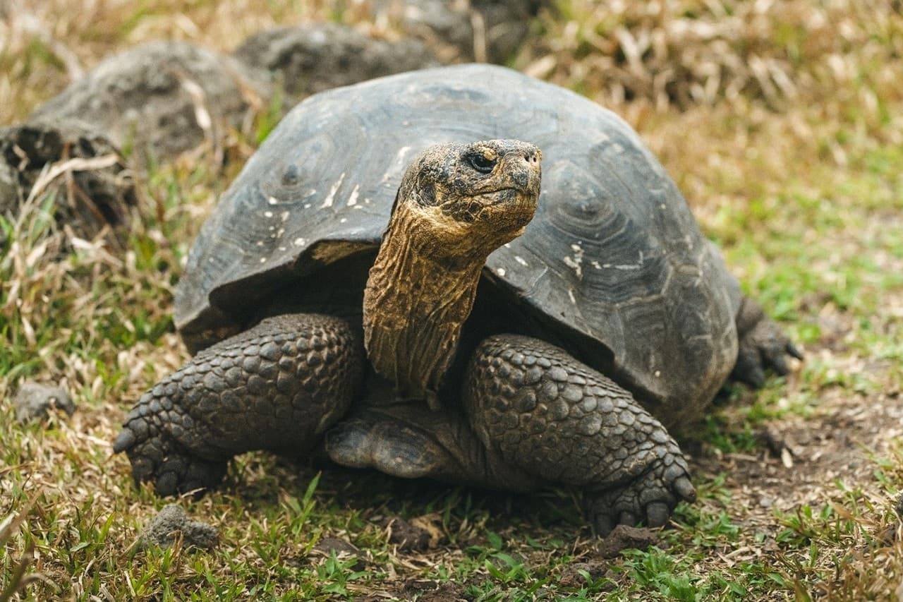 NASA, Dev Kaplumbağaların Galápagos'a Geri Getirilmesine Yardımcı Oluyor