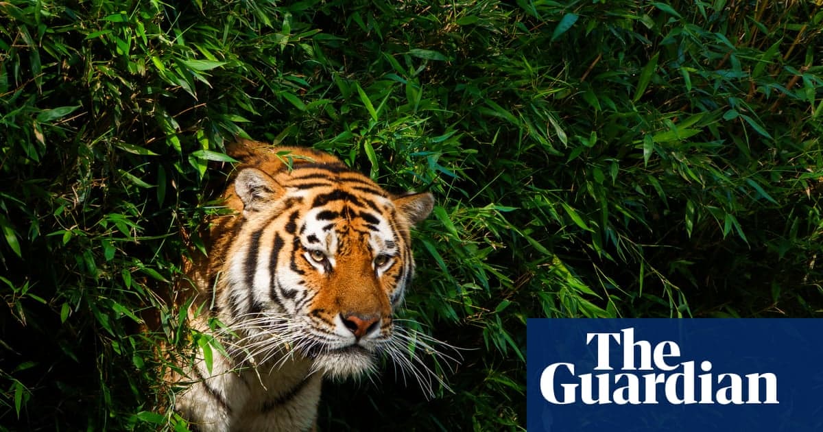 Oklahoma Tiger Handler, gösteri sırasında ailenin önünde ölümcül bir şekilde saldırıya uğradı | Oklahoma
