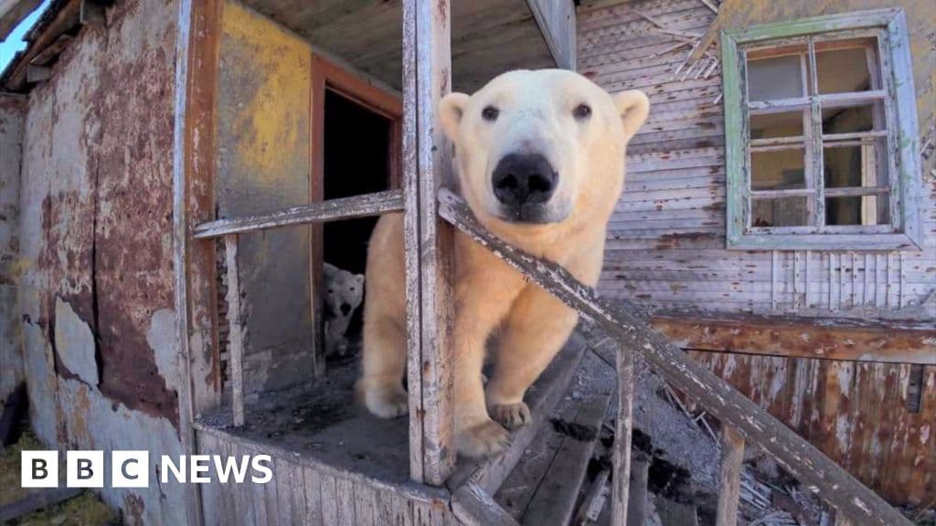 Polar Bears terk edilmiş Sovyet dönemi araştırma istasyonunu işgal ediyor
