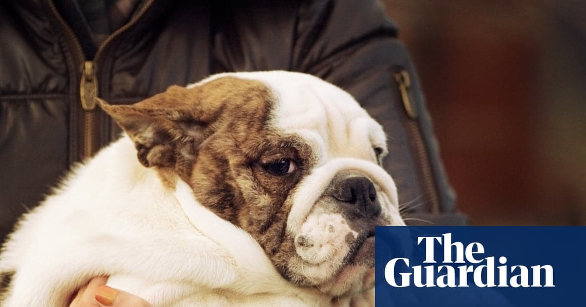 Puppy Fat Jabs: Evcil hayvanlarımız bir sonraki kilo kaybı ilaçları için sırada mı? | Evcil hayvan