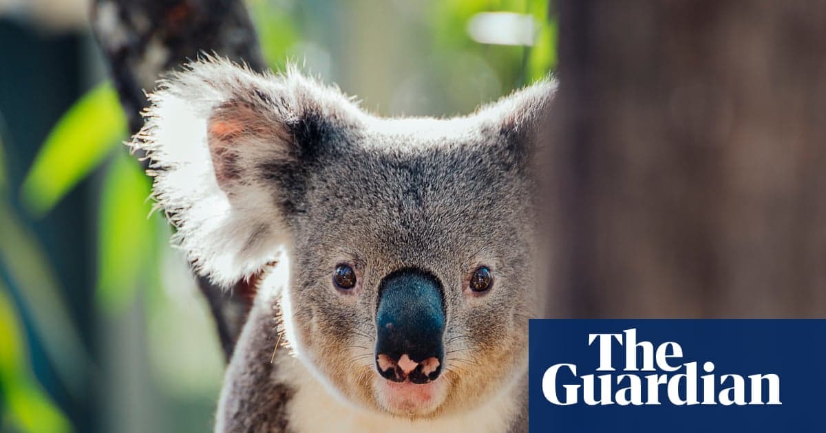 Queensland kömür madenini genişletmeyi planlıyor 'Kritik' Koala Habitat | Queensland