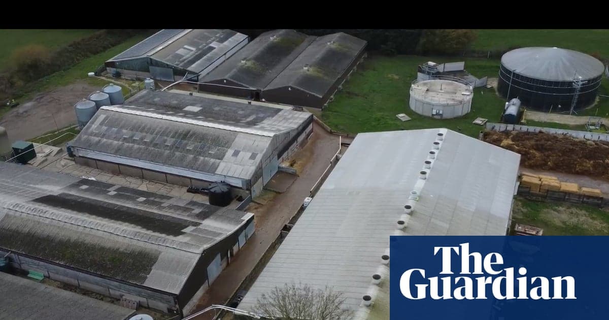 Süpermarketler, hayvan istismarının gizli çekiminden sonra Lincolnshire domuz çiftliğinden malzemeleri askıya alıyor | Hayvan refahı