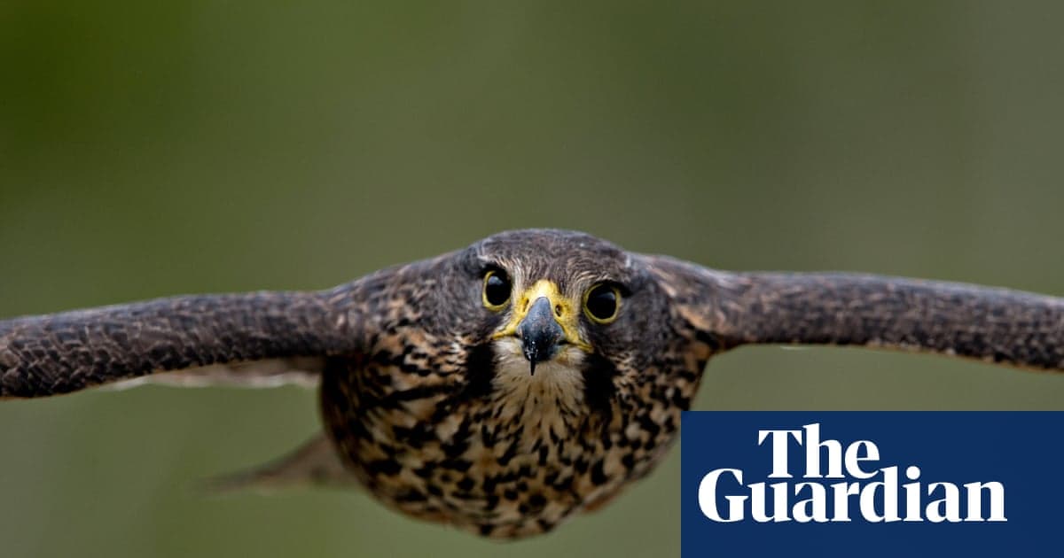 Tehdit altındaki Kārearea Falcon, Yeni Zelanda'nın 2025 Yılın Kuşunu Kazandı | Yeni Zelanda