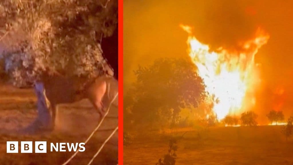 Wildfire Chios Adası'nda at muhafazasına yaklaşıyor