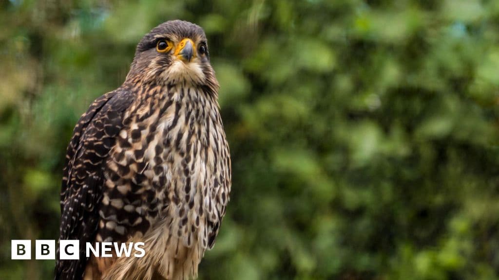 Yüksek hızlı Kārearea Falcon, 2025 Ödül kazandı